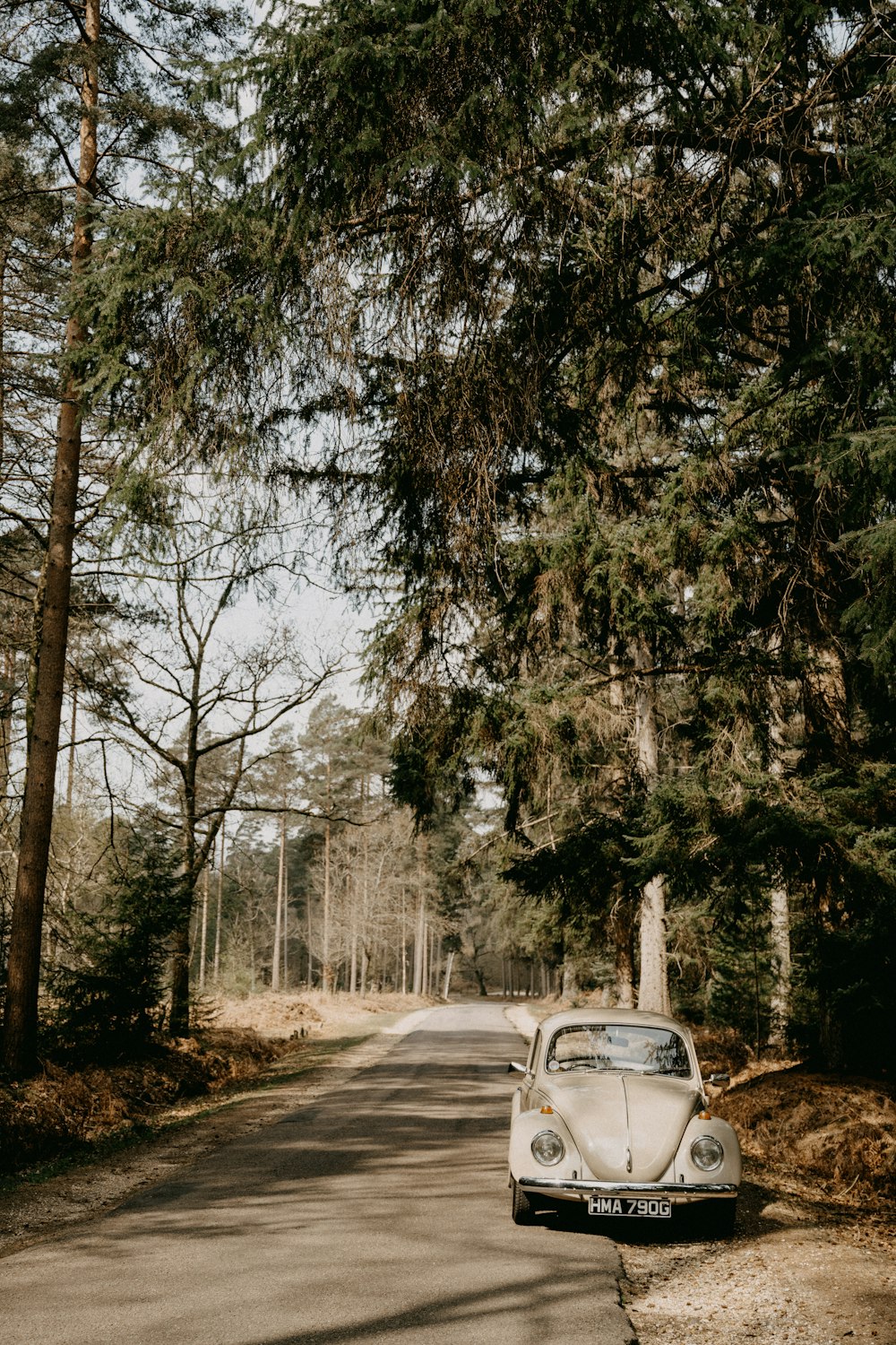 white car on road between trees during daytime