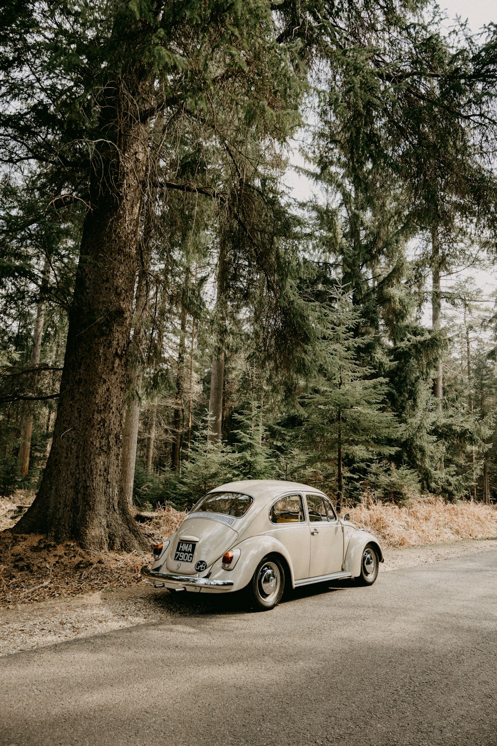 white volkswagen beetle parked on dirt road in between trees during daytime