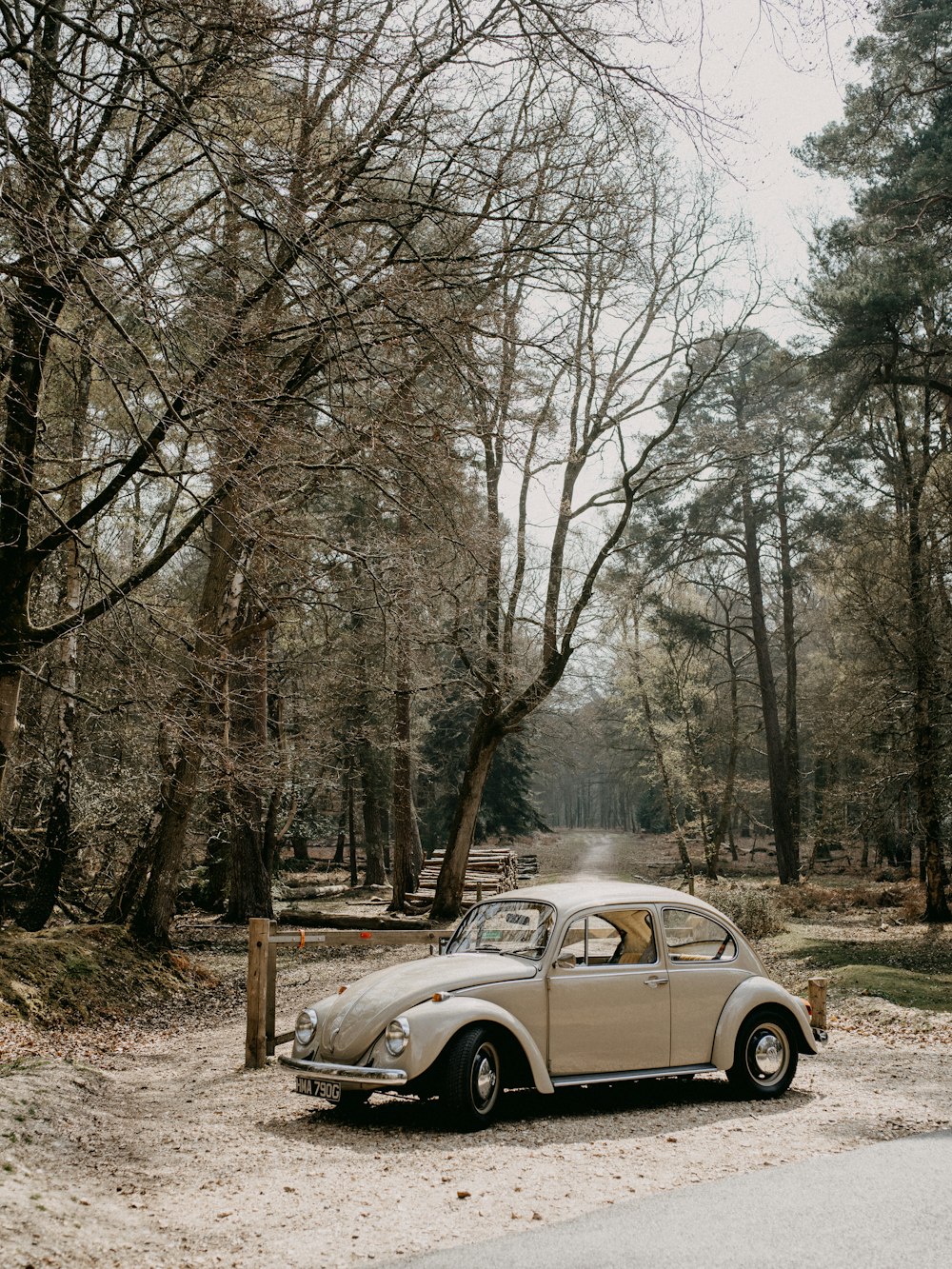 gray sedan on dirt road near bare trees during daytime