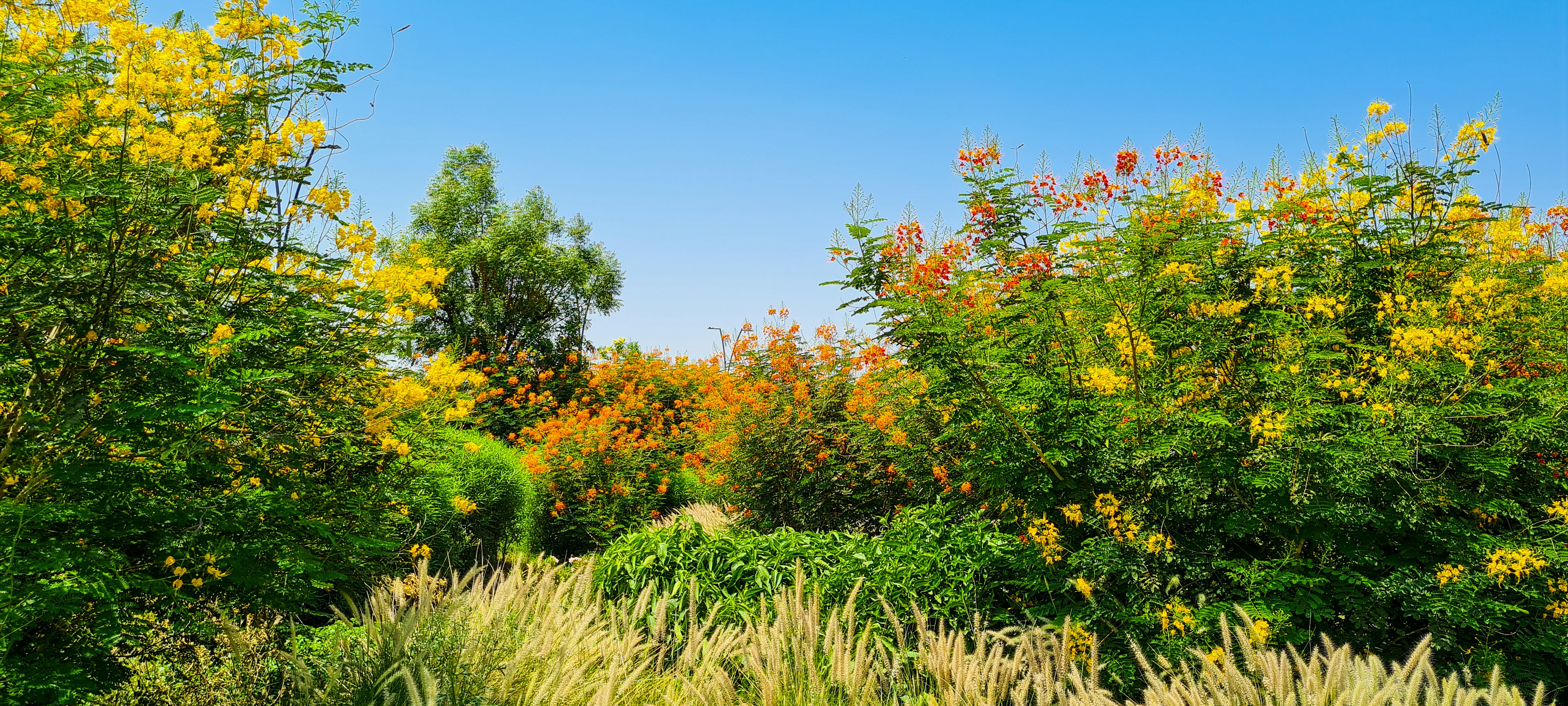 piante verdi e gialle sotto il cielo blu durante il giorno