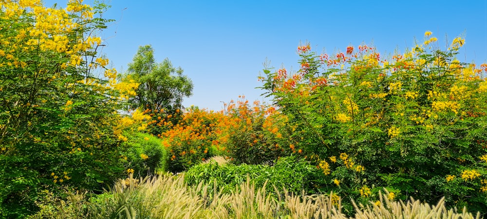green and yellow plants under blue sky during daytime