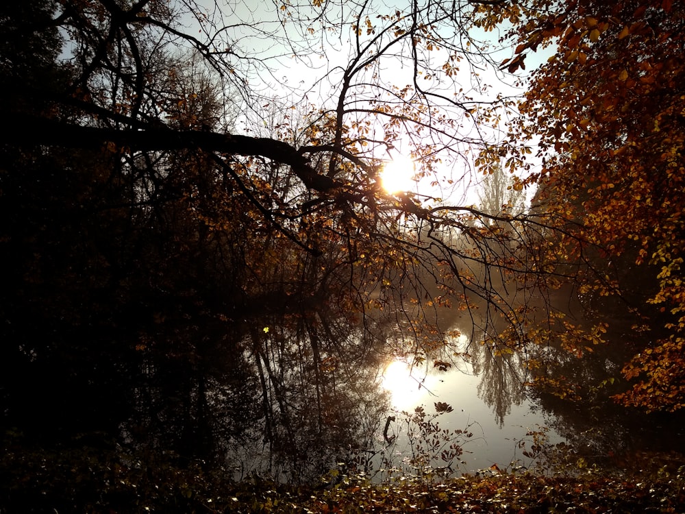 brown trees near body of water during daytime