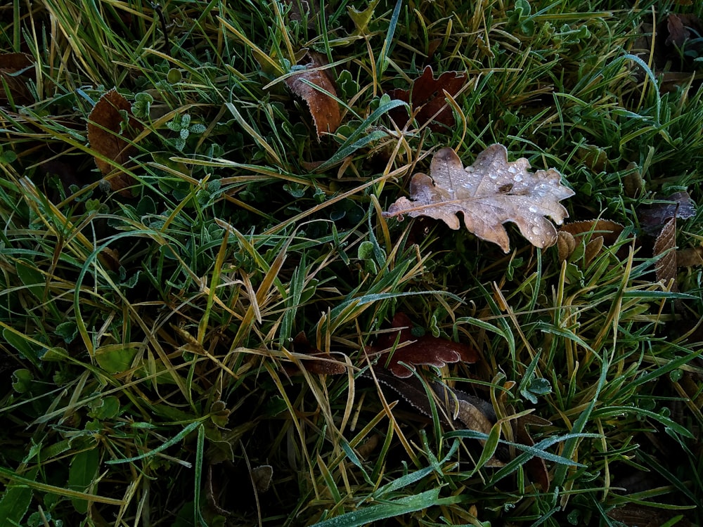 brown maple leaf on green grass