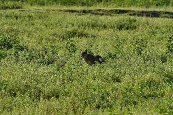 A predator crossing the green crater floor — Ngorongoro Crater, Tanzania