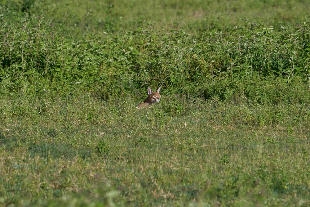 낮 동안 푸른 잔디밭에 갈색 토끼