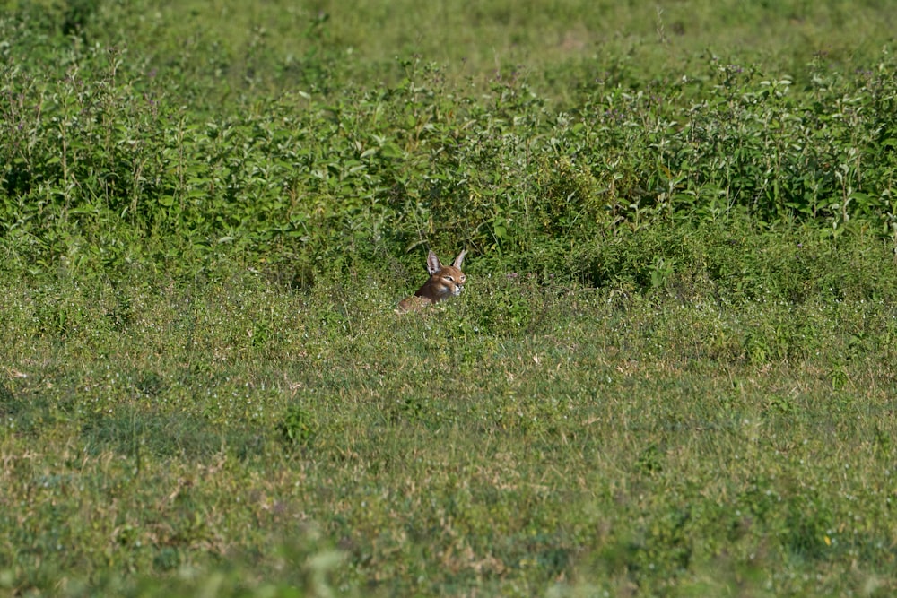 brown rabbit on green grass field during daytime