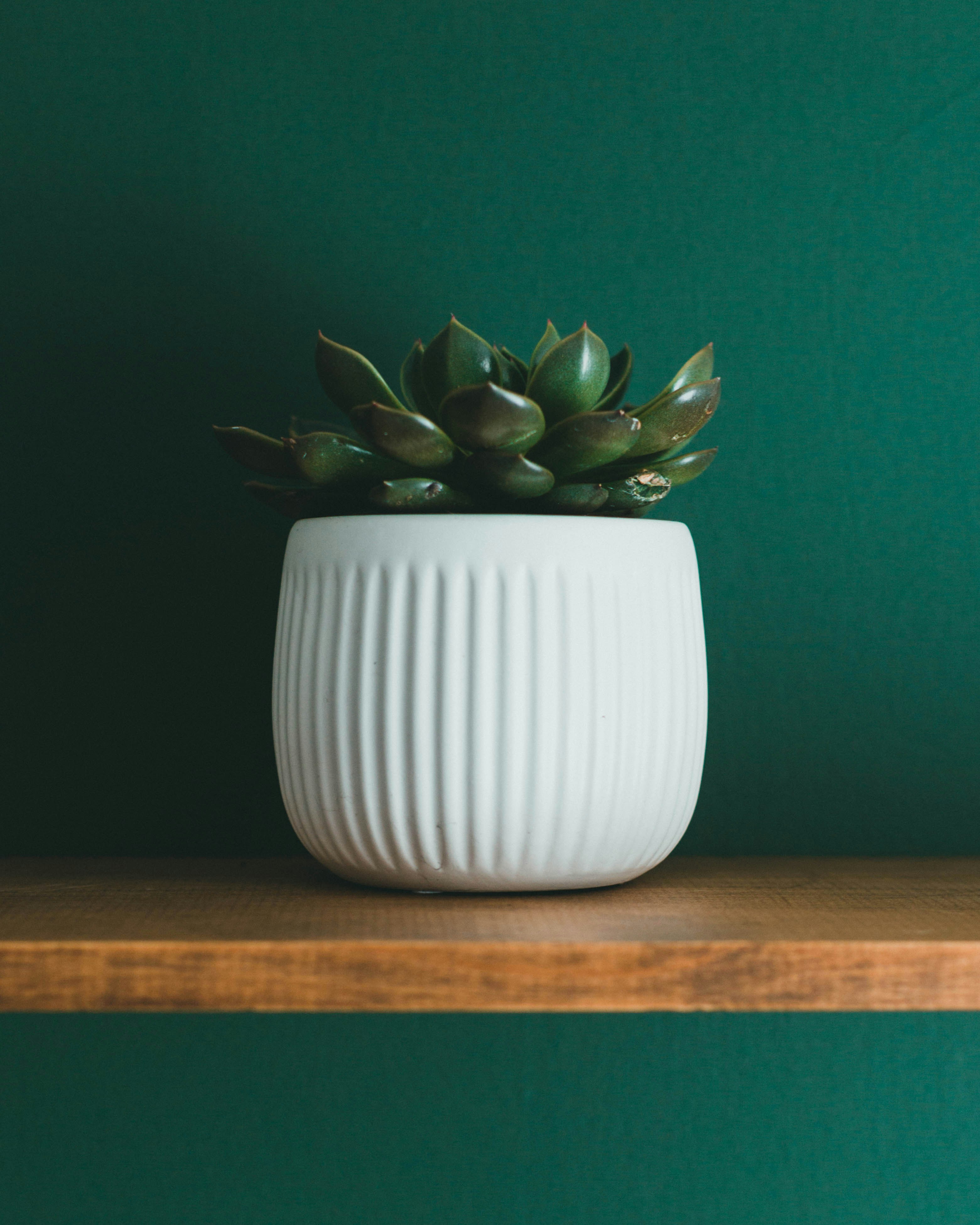 Photo by theshuttervision