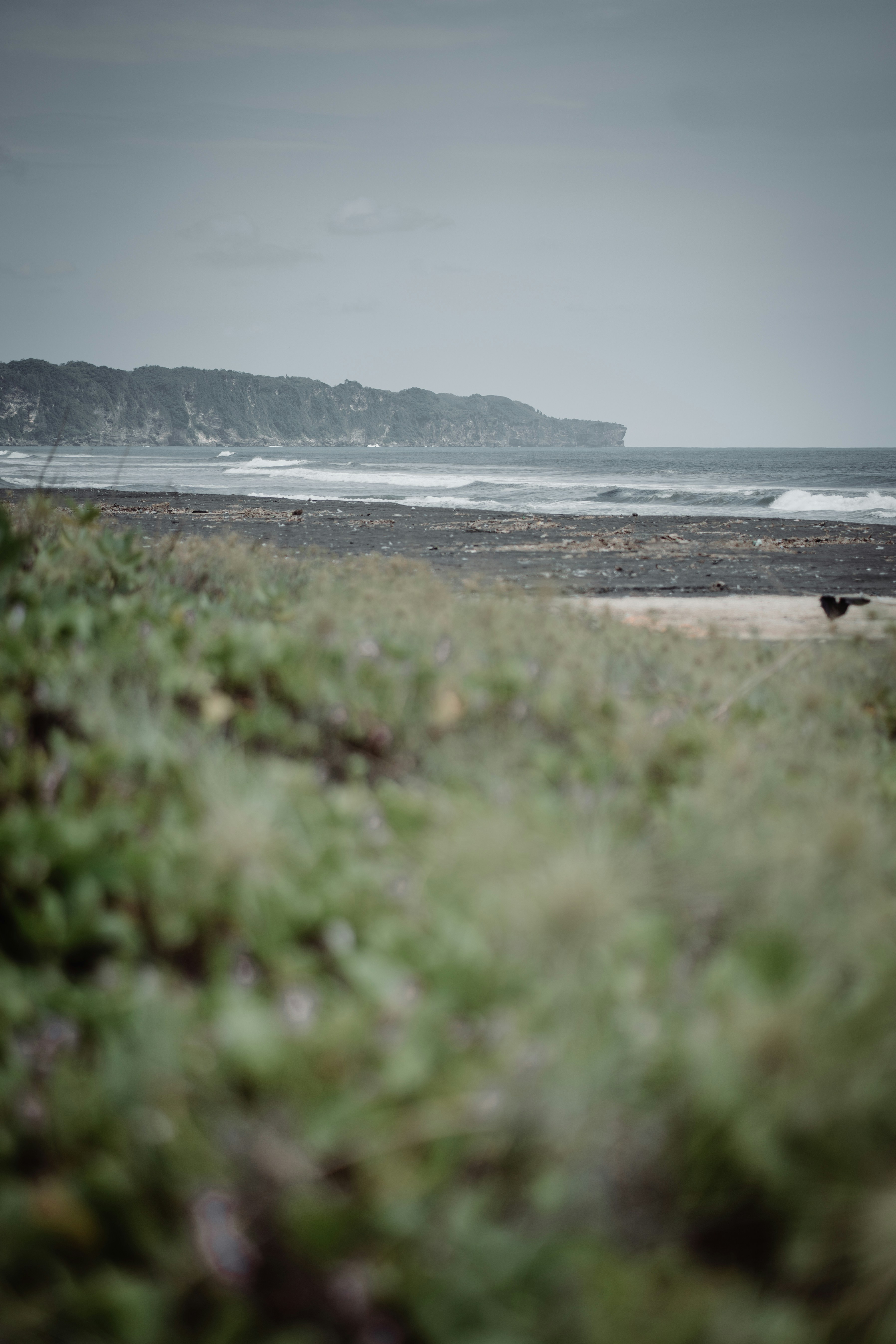 green grass field near sea during daytime
