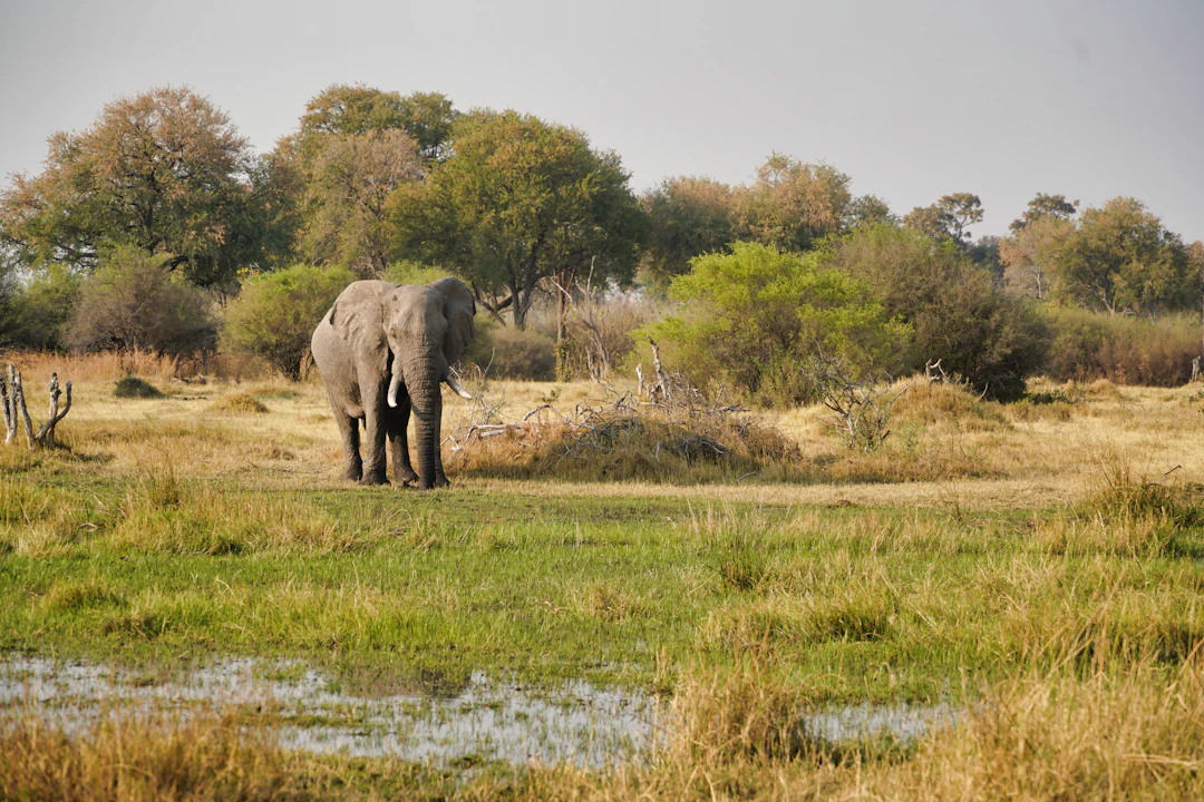 4-Day Botswana Budget Itinerary: Backpacking Guide