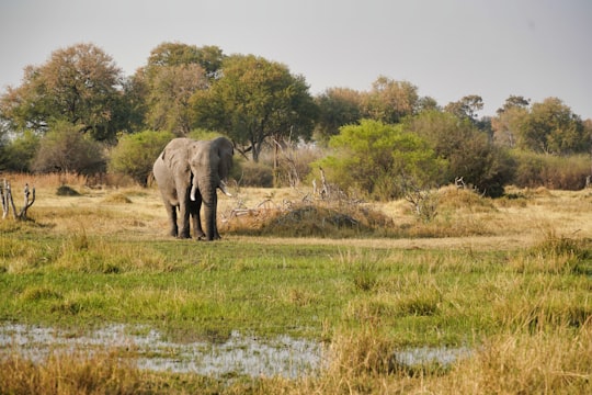 elephant on green grass field during daytime in Okavango Delta Botswana