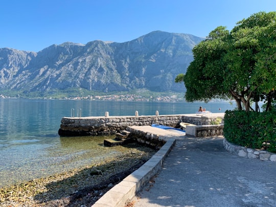 green trees near body of water during daytime in Old Town road Montenegro