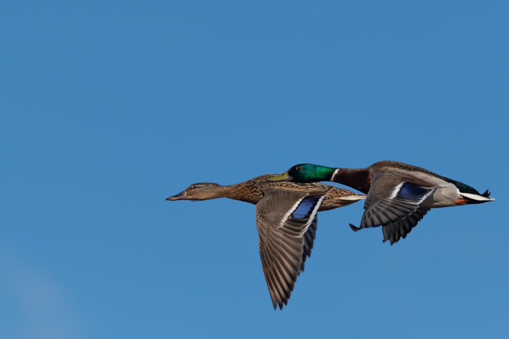 brown and green duck flying under blue sky during daytime