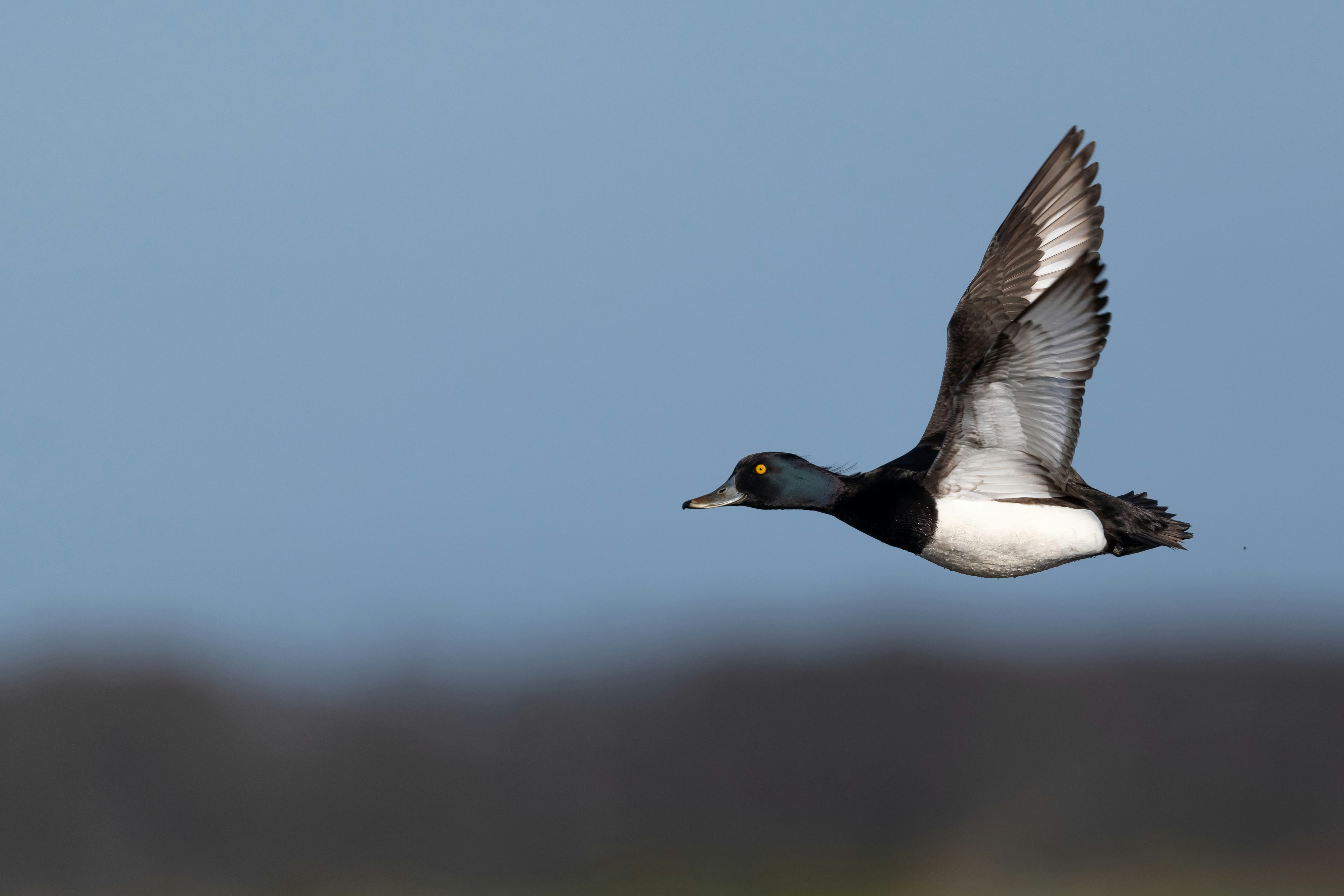 How Fast Do Wood Ducks Fly? (Here Is the Secret Truth!) 2023 »