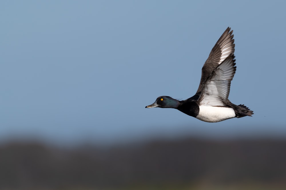 white and black duck flying