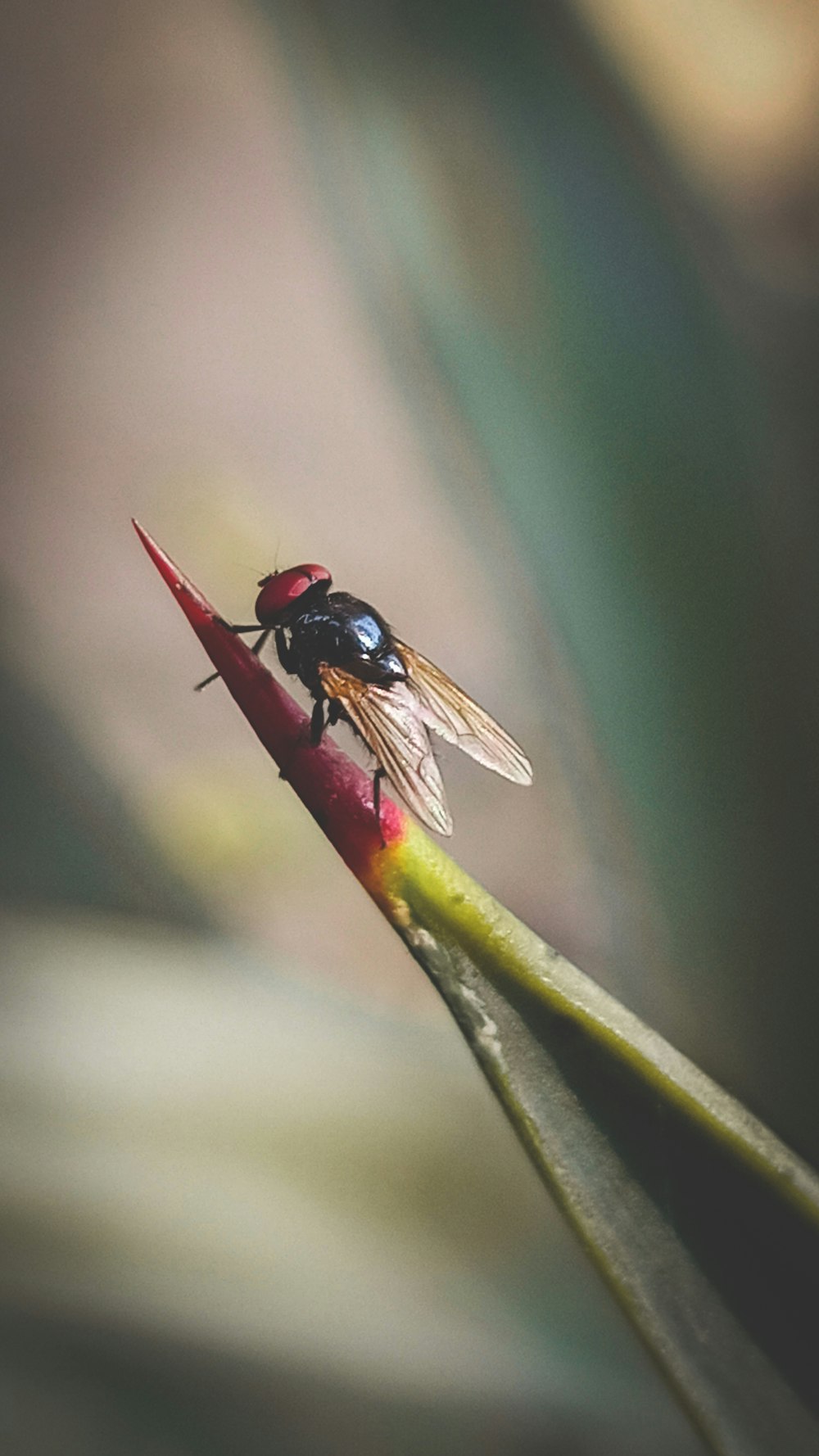 black and green fly perched on green leaf in close up photography during daytime