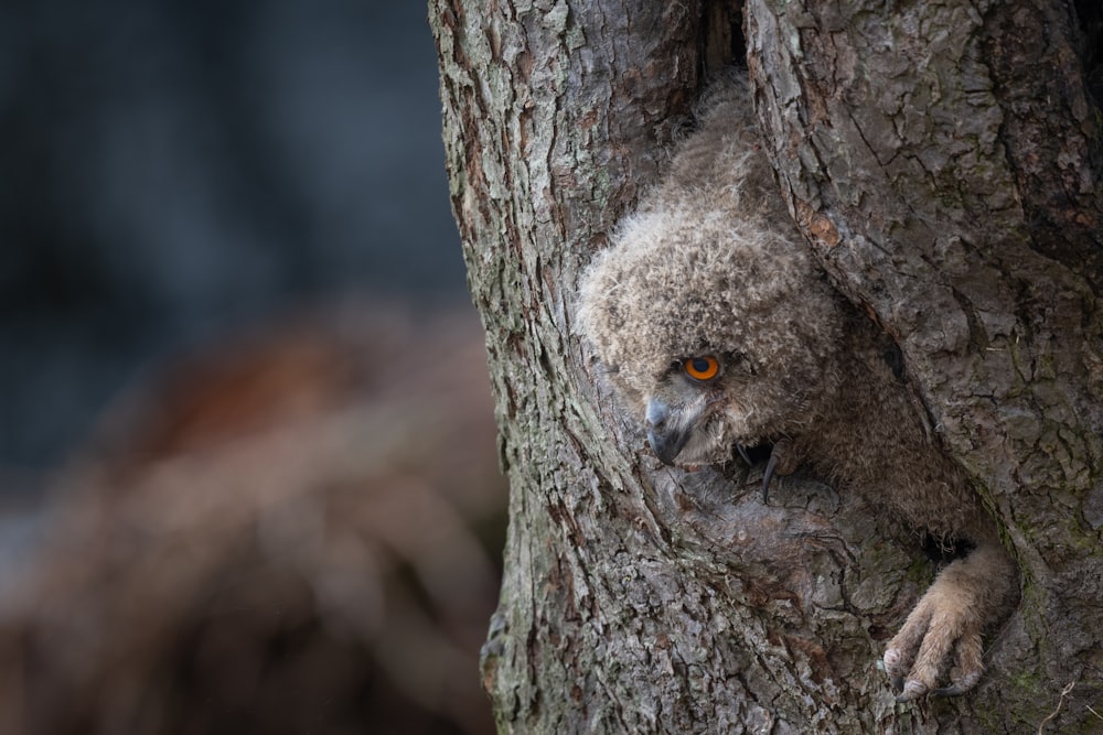 brown and white owl on brown tree