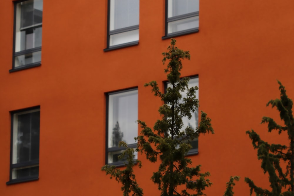 오렌지 콘크리트 건물 옆에 있는 녹색 나무