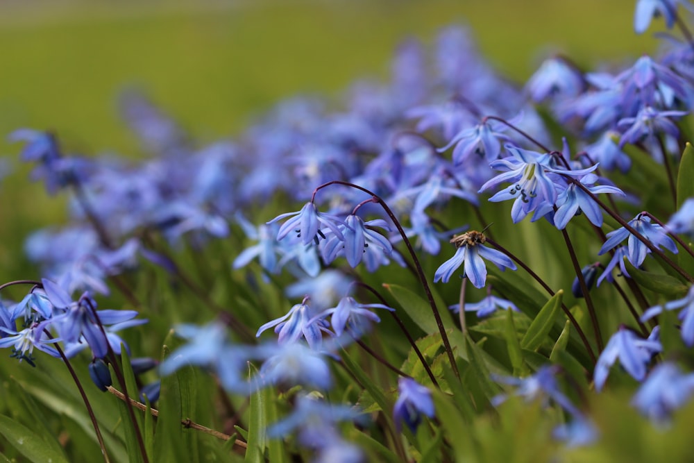 blue flowers in tilt shift lens