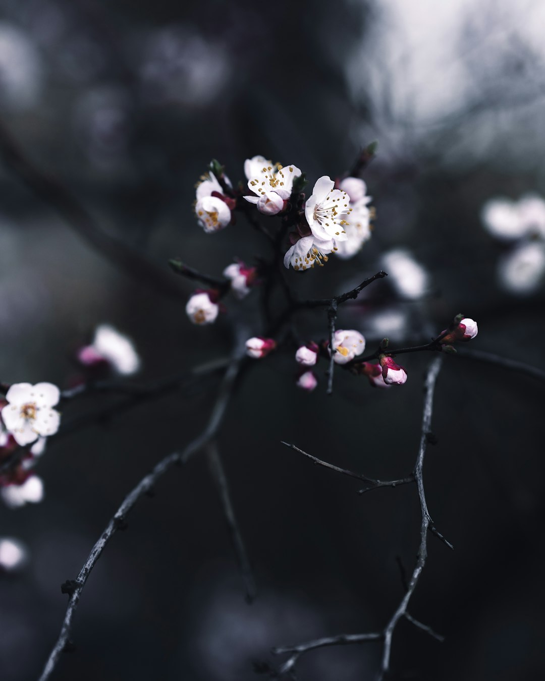 white and red flowers in tilt shift lens