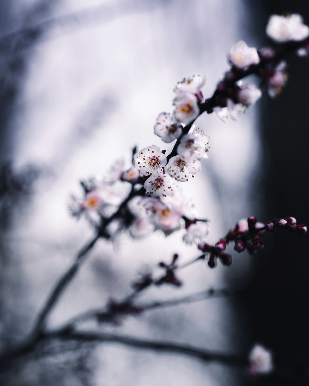 white flowers in tilt shift lens