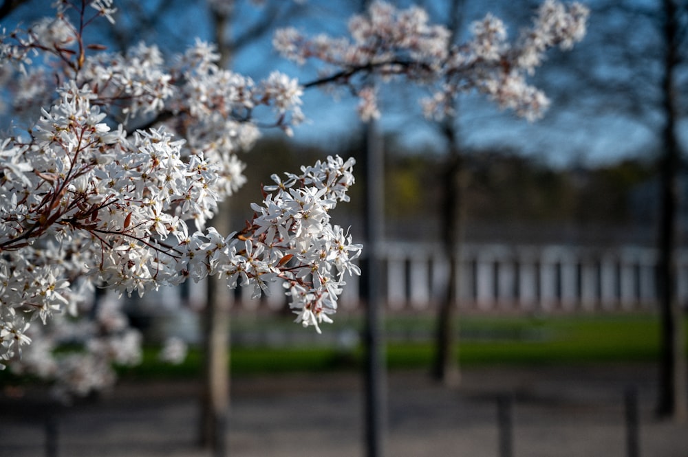 white cherry blossom in selective focus photography