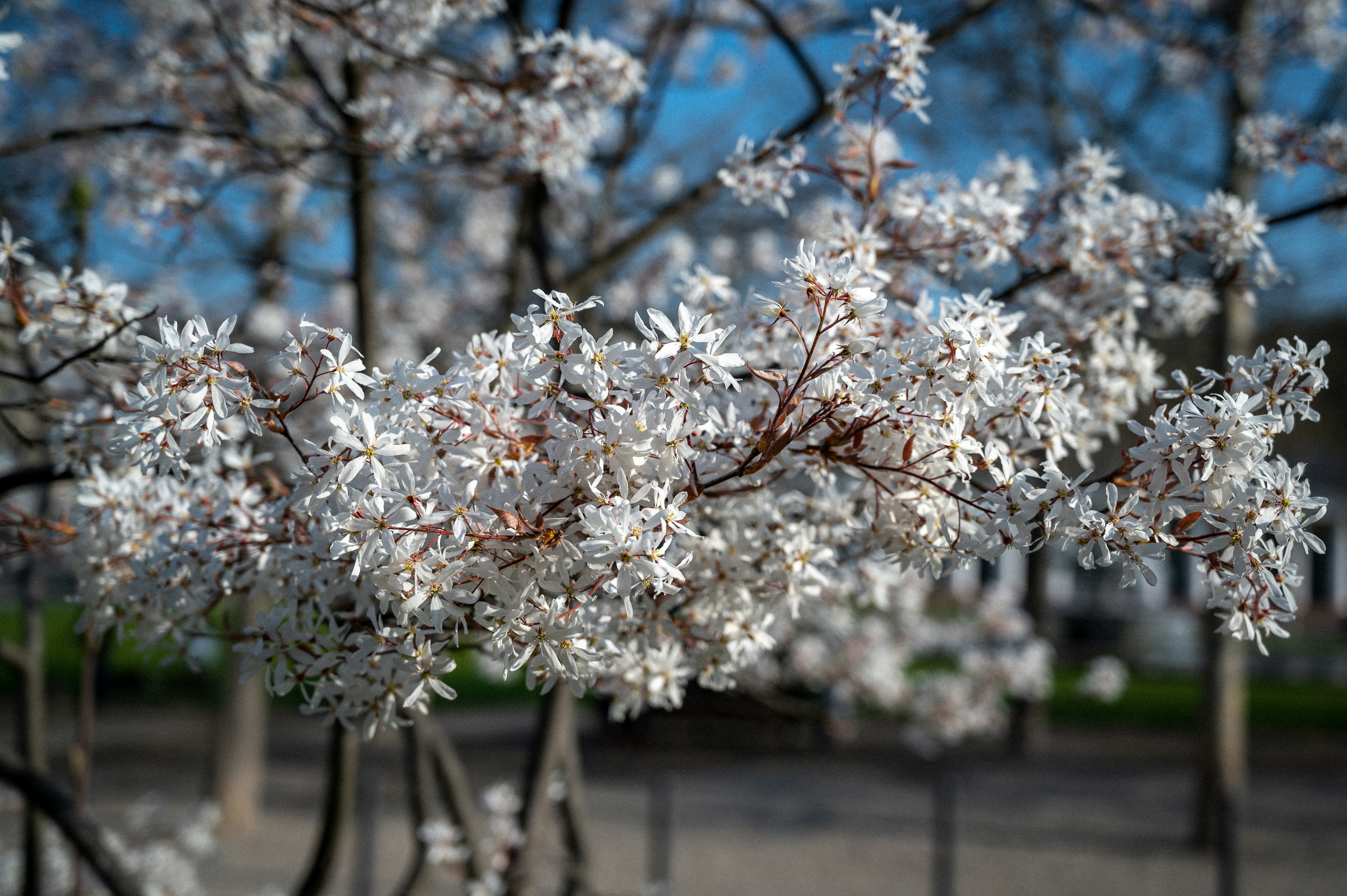 Flower 12 best free flower, wiesbaden, tier and spring photos on Unsplash