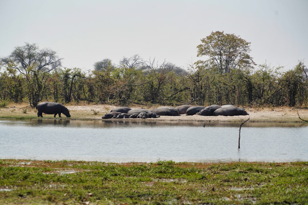 travelers stories about Watercourse in Okavango Delta, Botswana