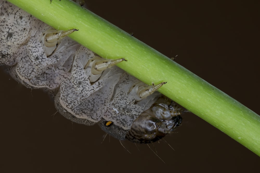 brown and black insect on green plant stem