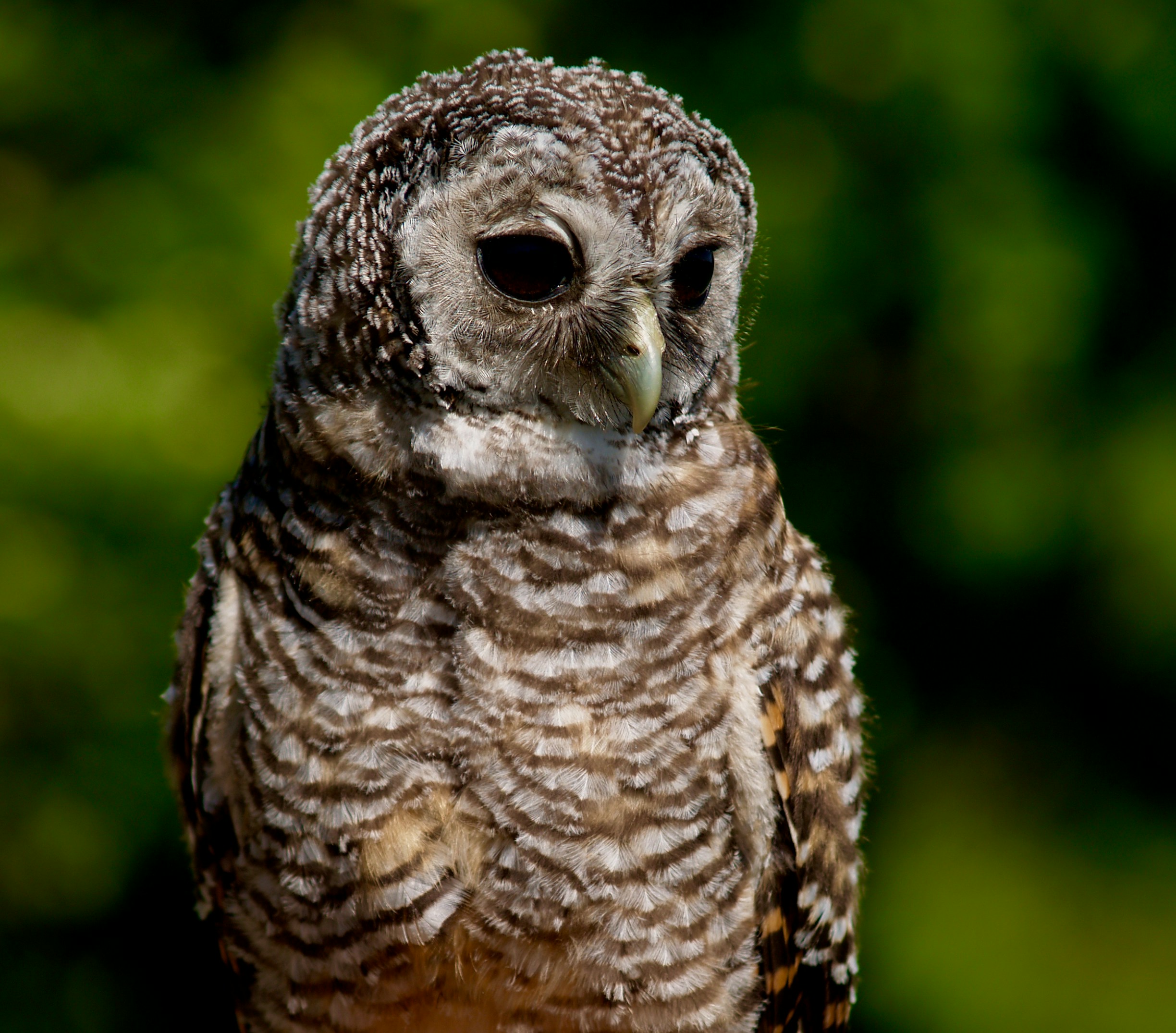 Photo by peterburdon