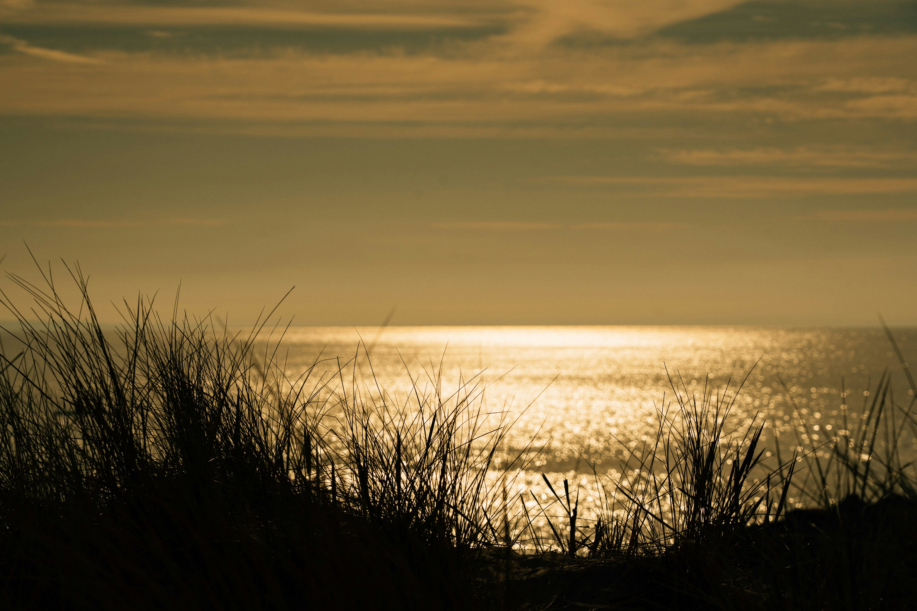 silhouette of grass near body of water during sunset