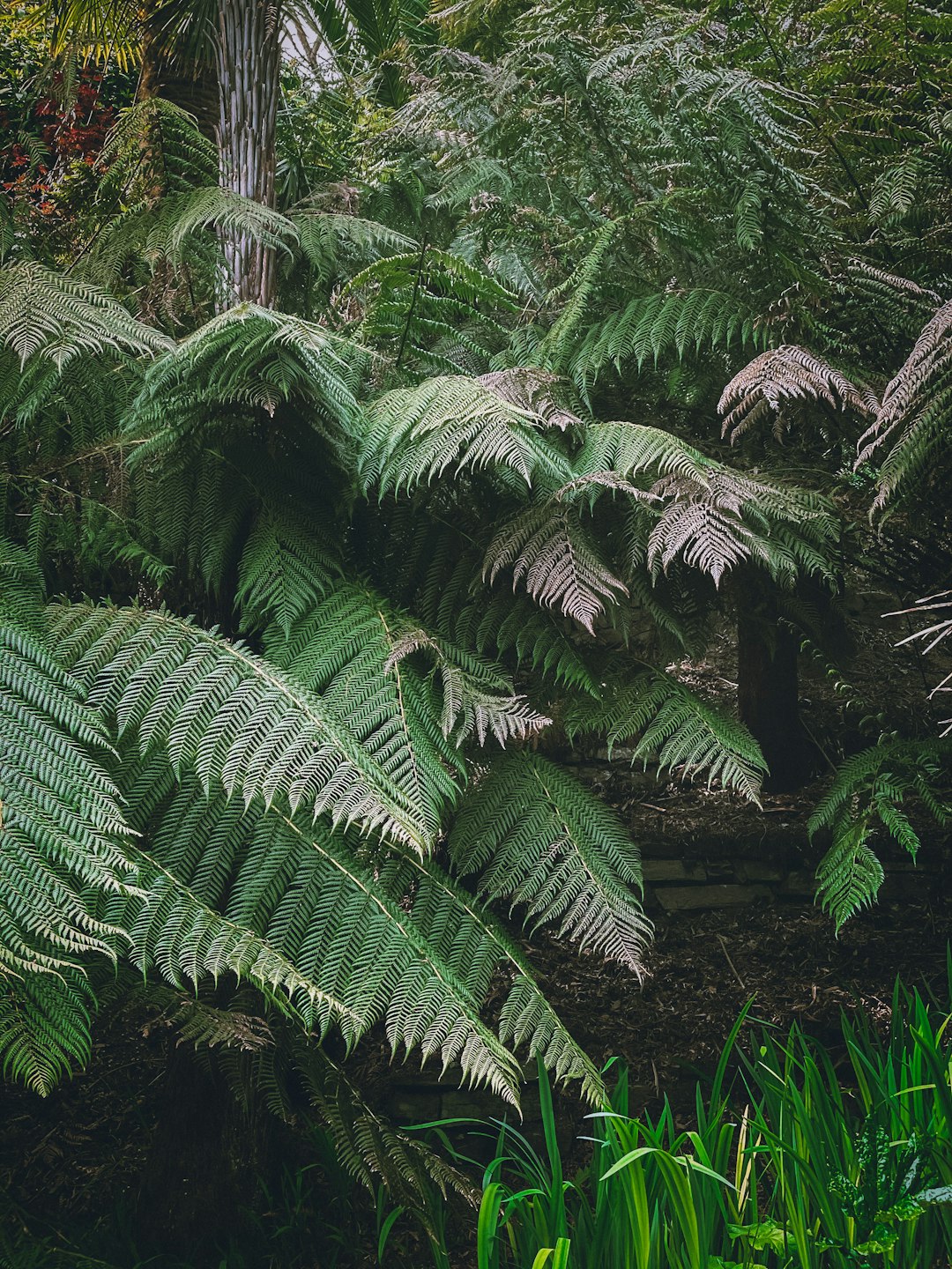 green fern plant during daytime