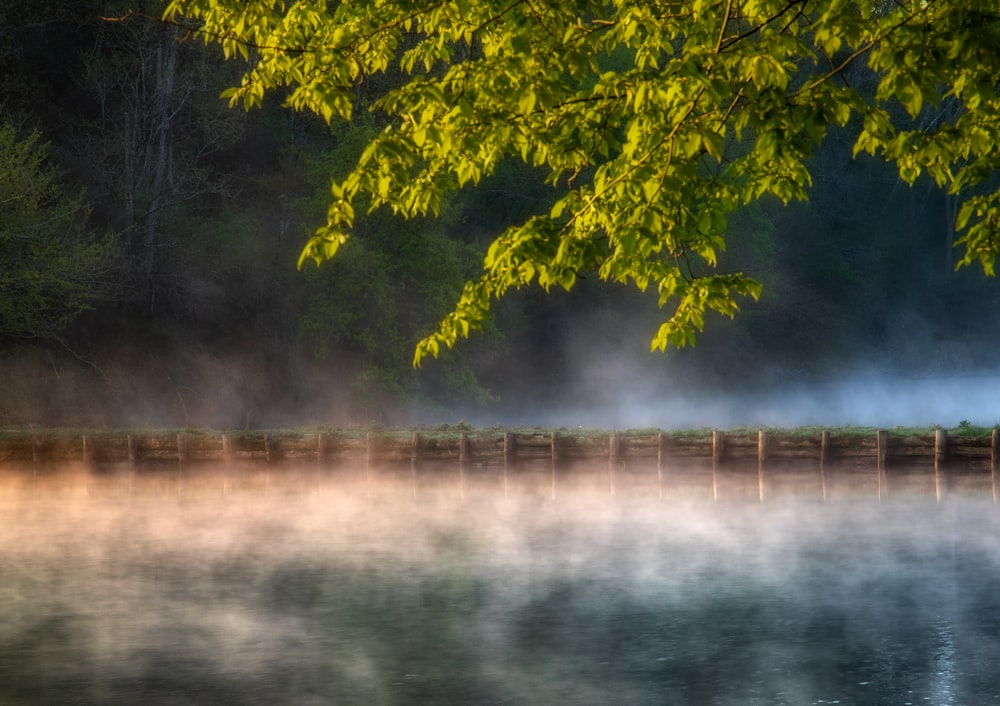 green trees near body of water during daytime