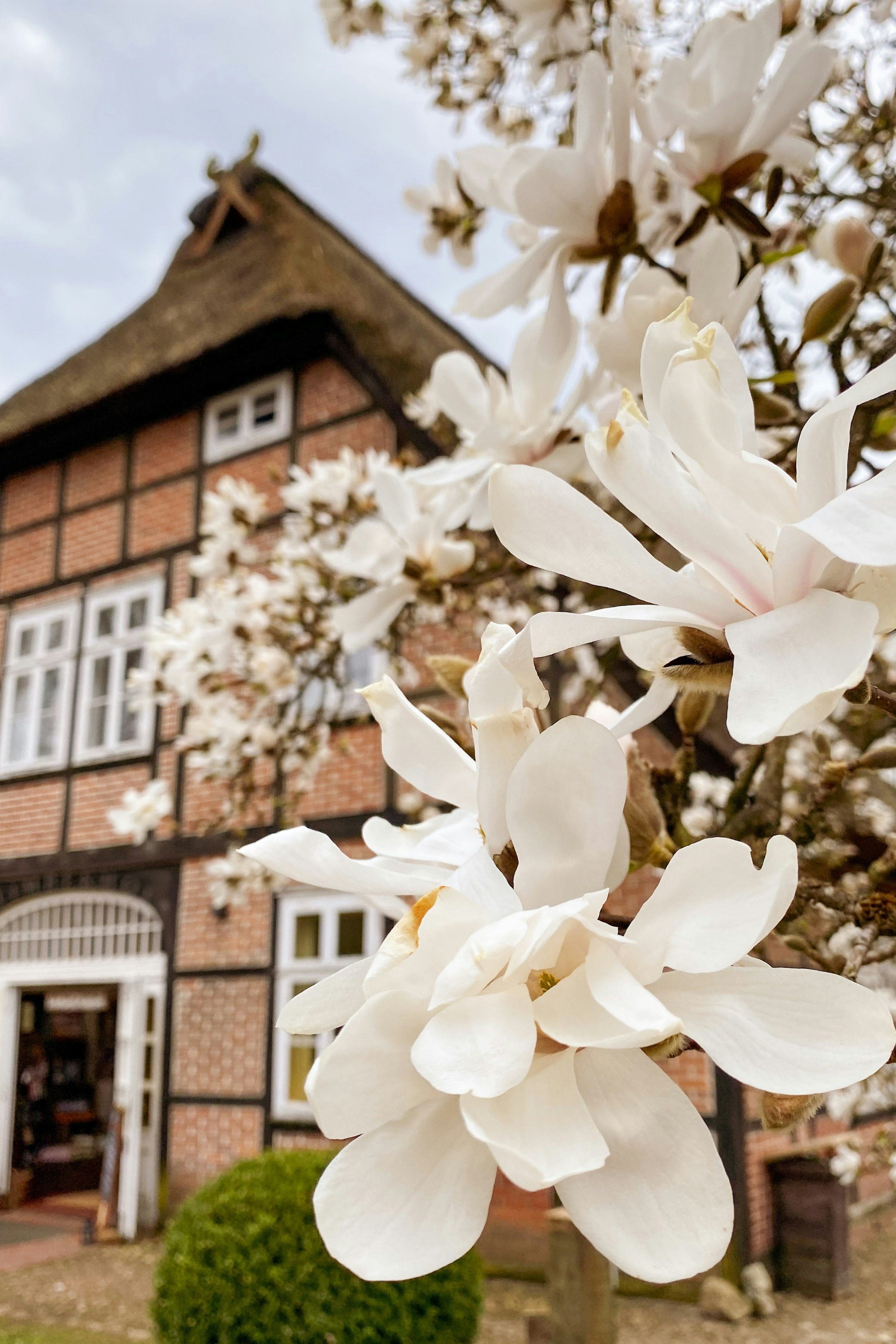 white flowers near brown brick building during daytime