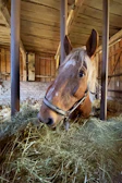 A quiet moment of a horse resting peacefully inside a luxury stable stall.