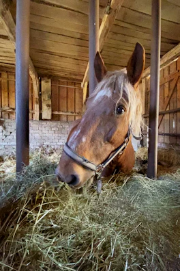 A quiet moment of a horse resting peacefully inside a luxury stable stall.