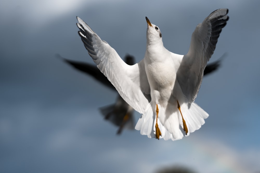 white bird flying during daytime