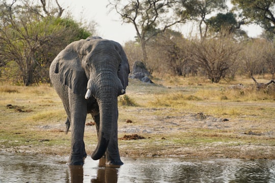 elephant on body of water during daytime in Okavango Delta Botswana