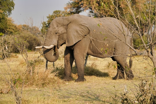 elephant walking on brown grass field during daytime in Okavango Delta Botswana