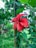 Vibrant red hibiscus flower in full bloom against a backdrop of lush green foliage. The petals are large with a prominent central stamen, and surrounding leaves are healthy and abundant. The environment is natural and seemingly tropical, with various tree trunks and green leafy plants visible in the background.