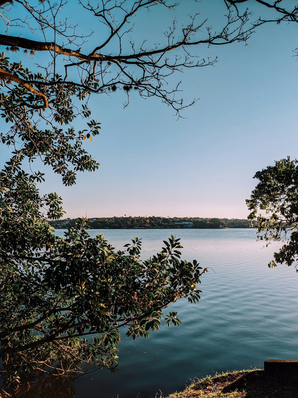 green trees near body of water during daytime