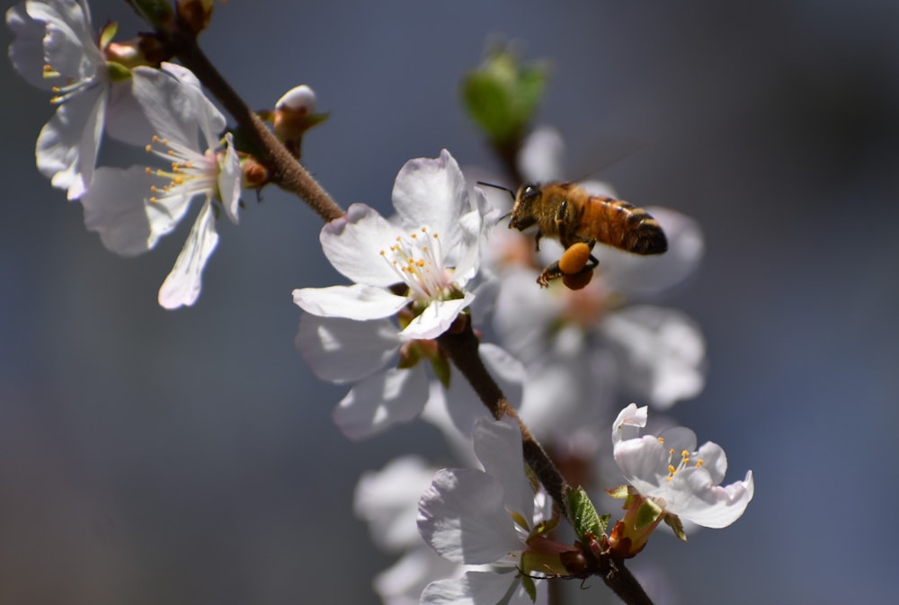 honeybee perched on white cherry blossom in close up photography during daytime