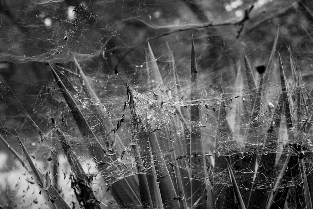 grayscale photo of spider web on tree branch