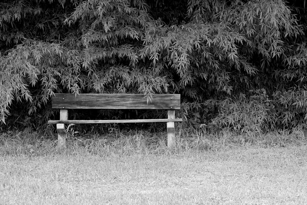 grayscale photo of wooden bench near plants