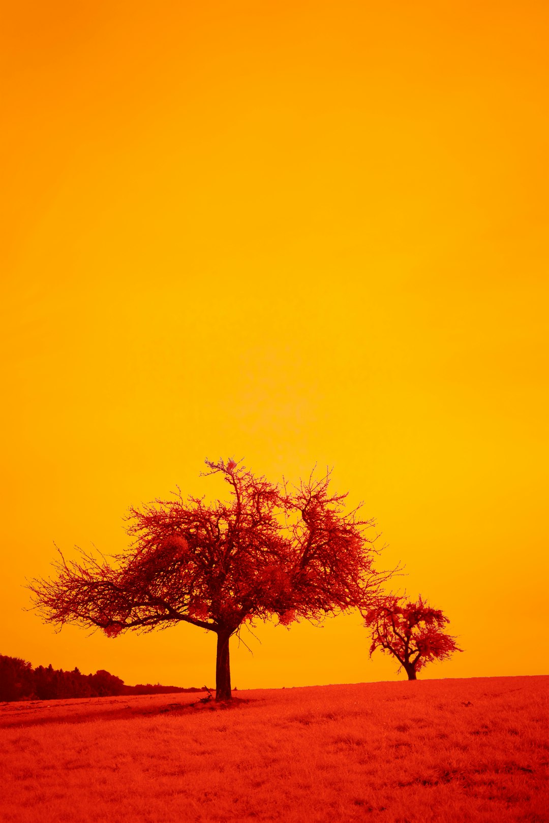 green tree under yellow sky