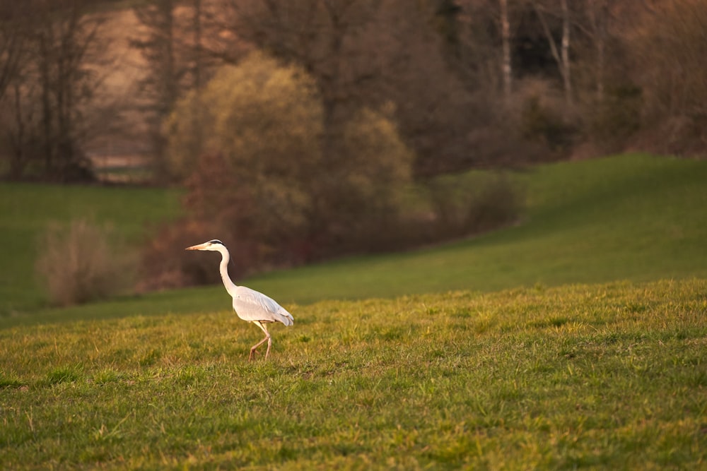 a white bird walking across a lush green field