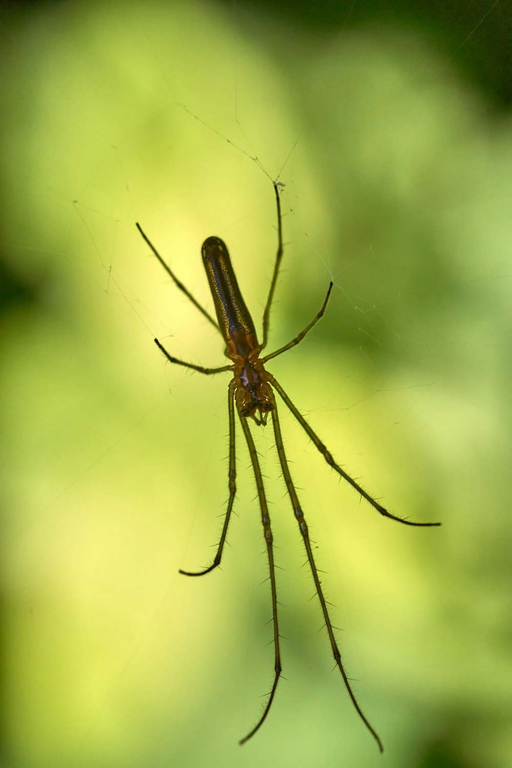 brown and black spider on web in close up photography during daytime