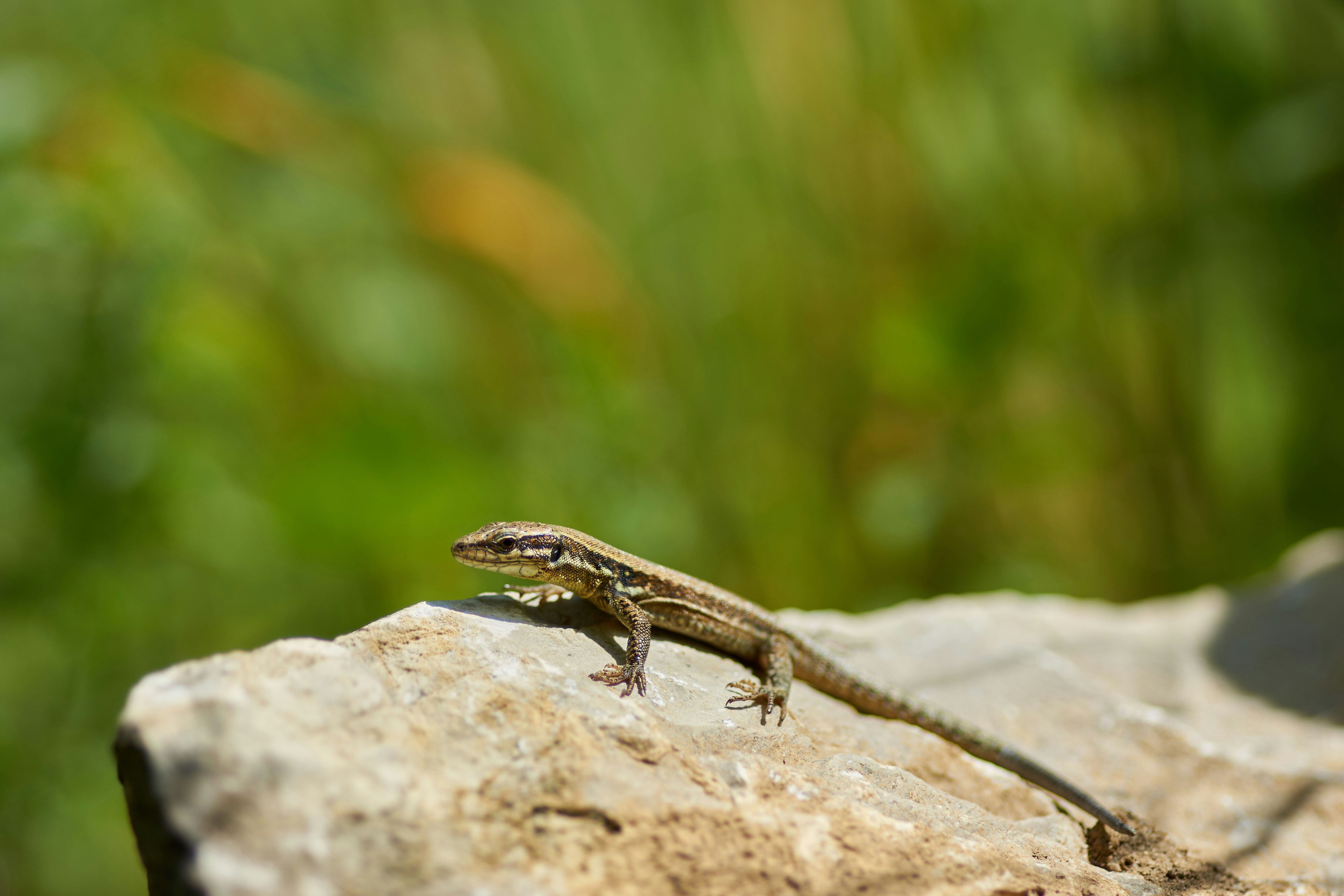 Photo by wolfgang_hasselmann