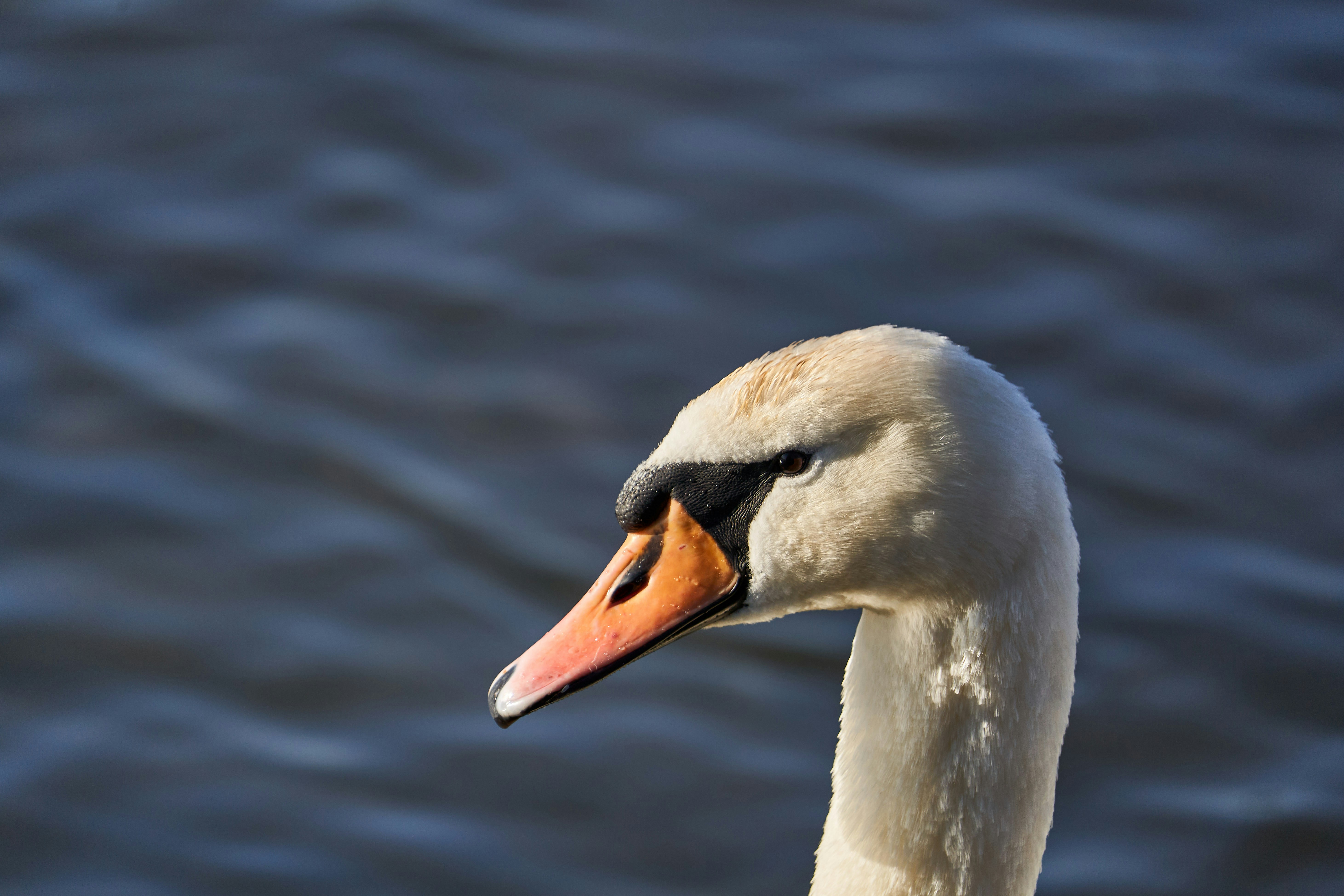 Photo by wolfgang_hasselmann