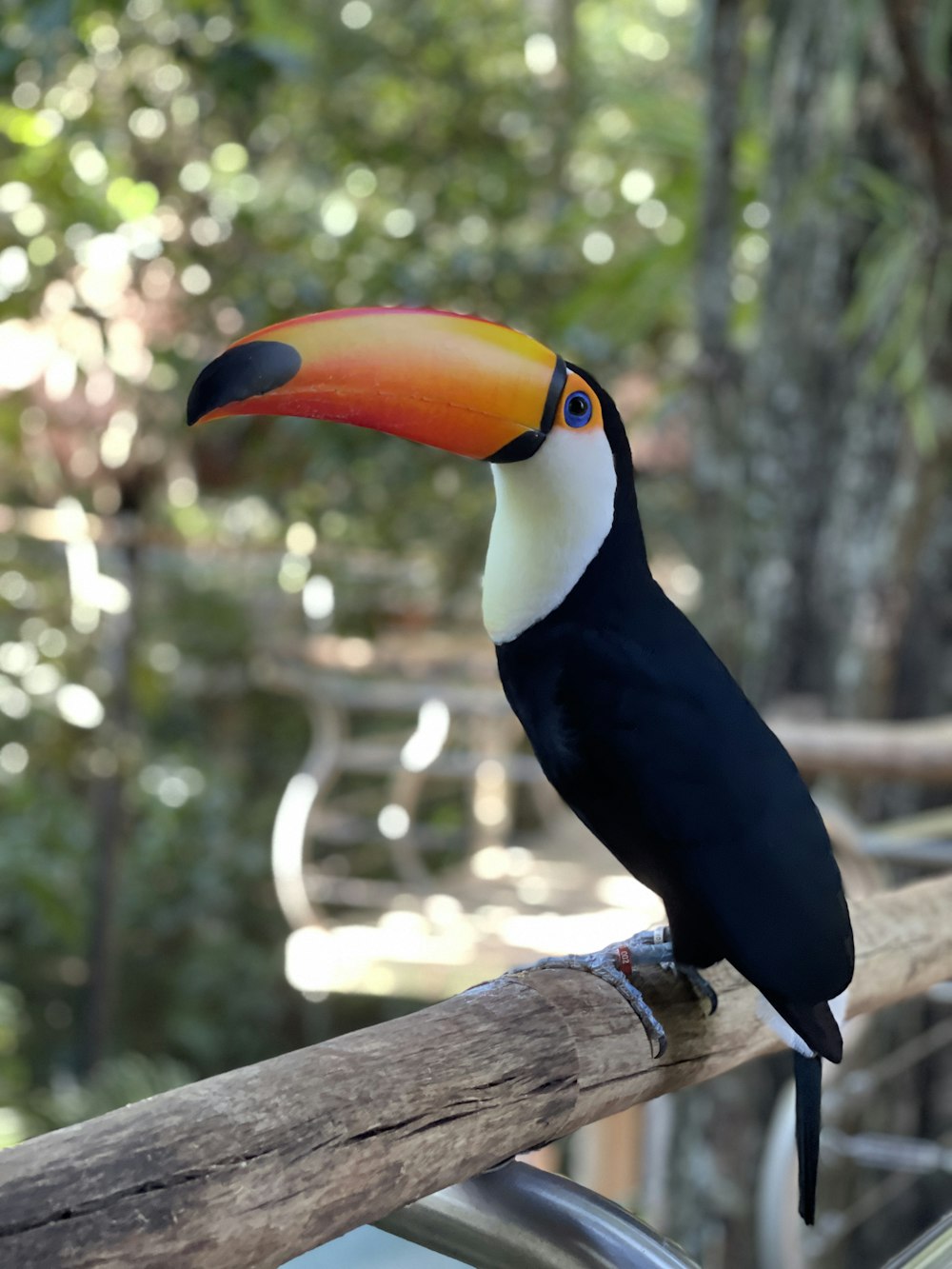 black white and yellow bird on brown tree branch during daytime