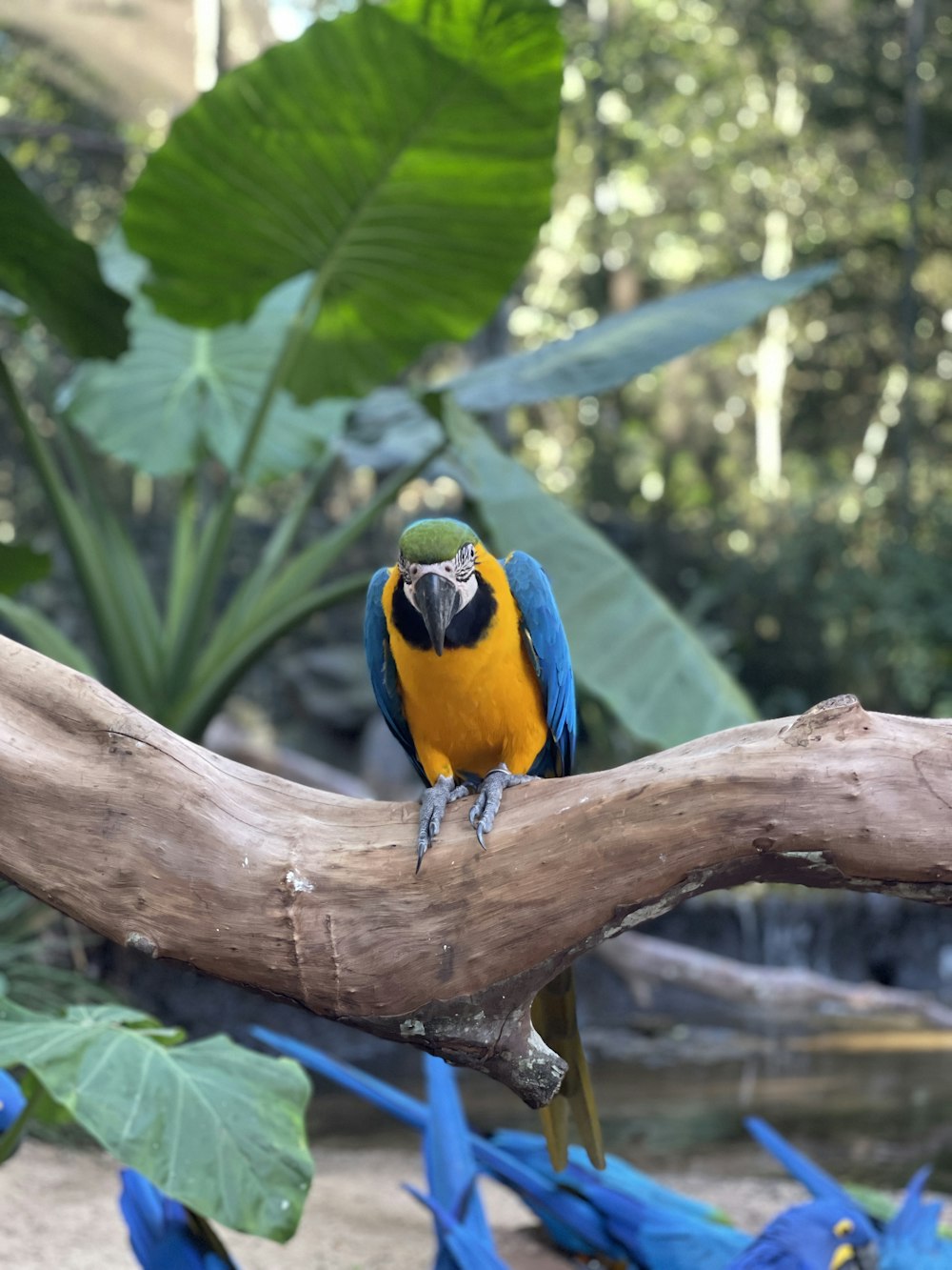 blue yellow and green parrot on brown tree branch during daytime